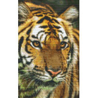 Tiger 808079